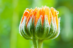 Blüte der Blume