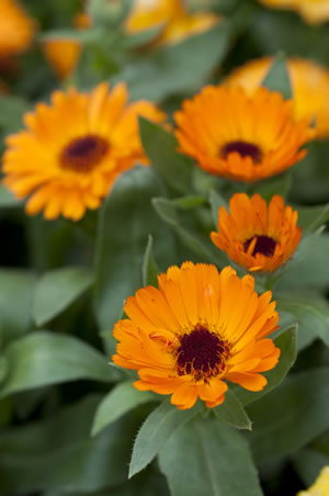 rote Ringelblumen