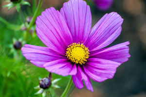 violette Cosmea