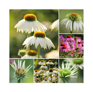 Sonnenhut Collage