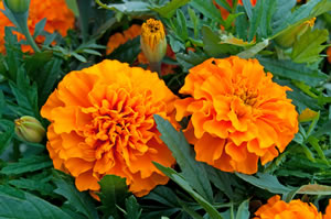 Tagetes gefüllt