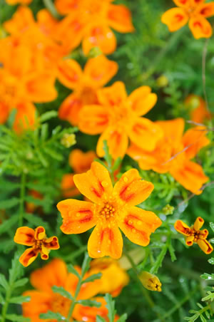 Mini-Studentenblume