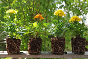 junge Tagetes