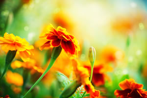schöne gelbe Tagetes