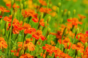 kleine Tagetes