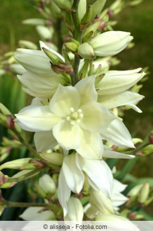 Blüte der Kerzen-Palmlilie