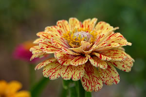 Zinnia