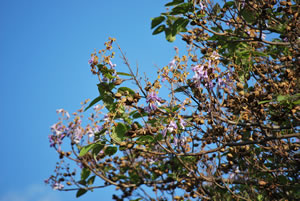 Blauglockenbaum
