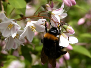 Hummel an Deutzie