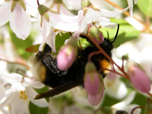 Deutzie mit Hummel