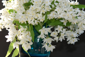 Deutzia in Vase