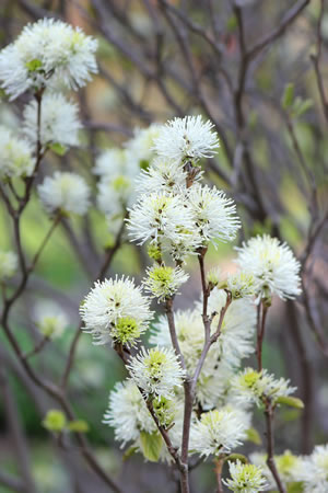 Blüten des Federbuschstrauchs