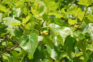 Feigenbaum Blätter