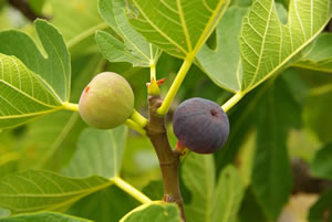 Feigenbaum