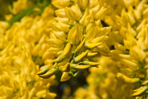Blüten des Goldregens