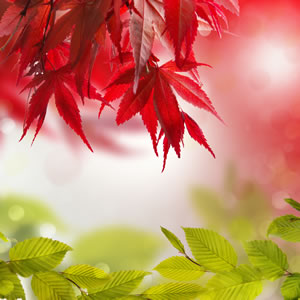 Japanischer Ahorn