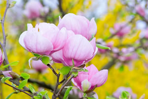 Magnolie - Gehölz im Garten