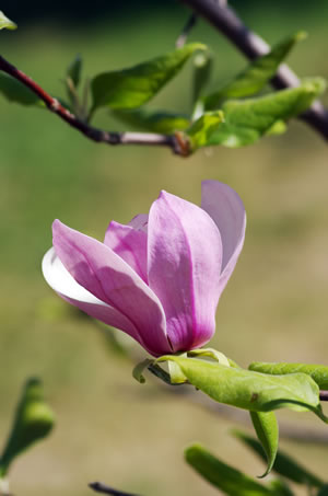 Blüte der Magnolie