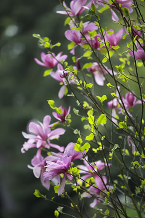 Tulpen-Magnolie
