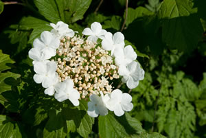 Einzelne Blüten von viburnum
