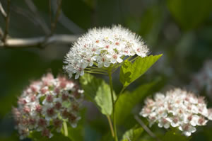 Blüten des Schneeball