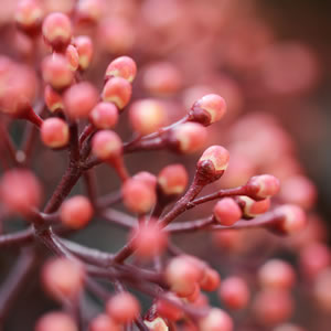 Blüte von Skimmia