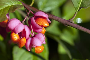 Blüte des Pfaffenhütchens