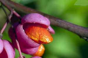 Blüte aus der Nähe
