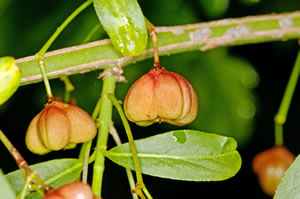 Früchte des Spindelstrauchs