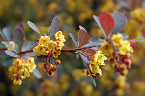 Blüten der Berberitz