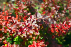 Blätter der Berberitzen-Hecke