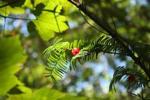 Frucht an Eibenzweig