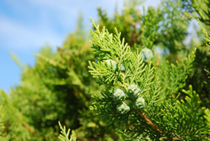 Thuja Lebensbaum