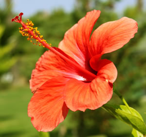 oranger Hibiskus