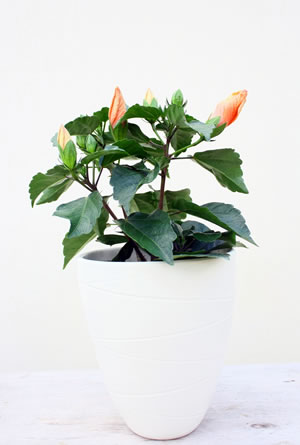 Hibiskus im Topf