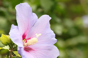 Gartenhibiskus