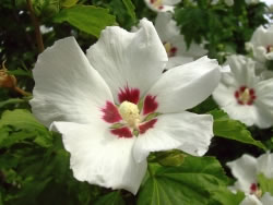 Hibiskus