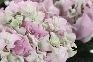 Ballhortensie rosa