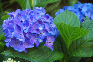 Blaue Bauernhortensie
