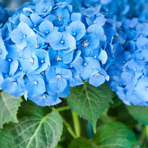 Hortensie Endless Summer