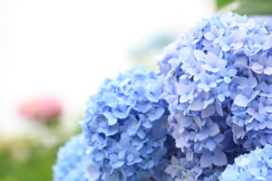 Hortensie Endless Summer
