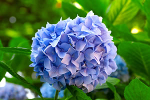 Hortensie Endless Summer