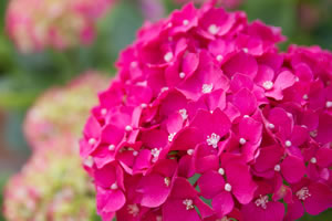Hortensie in rot