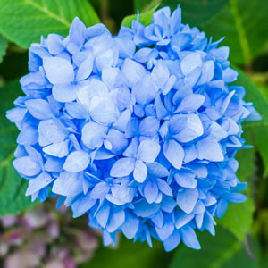 blaue Hortensie