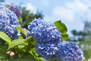 Hortensie Endless Summer