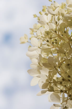 Blüte der Rispenhortensie