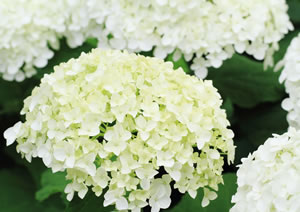 weiße Blüten