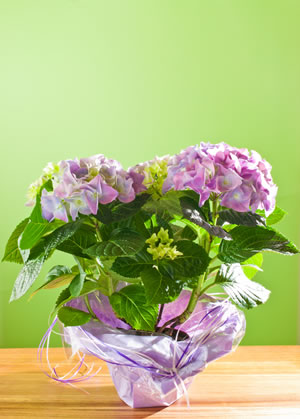 Hortensie im Topf