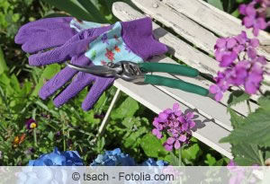 Hortensie Schnitt