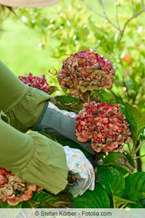 Rückschnitt der Hortensie